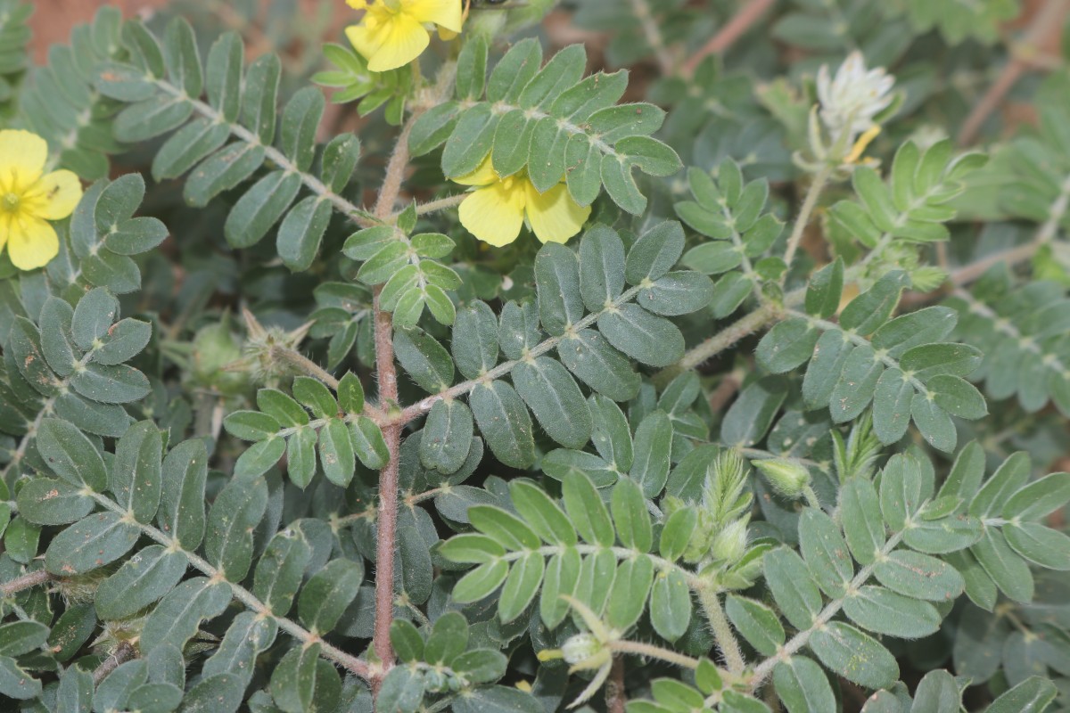 Tribulus terrestris L.